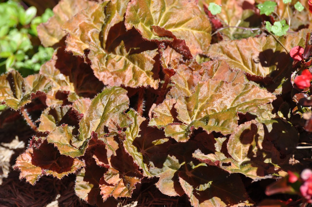 B. ‘Annan Amber’